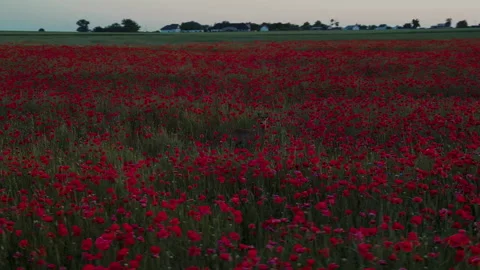 Aerial Drone Orbit Right Around Roe Deer Head in Poppy Field Video stock 324973319