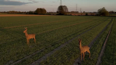 Aerial Drone Orbit Shot Around Two Roe Deer on Field at Sunset 스톡 동영상 324972798