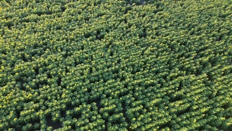 Aerial Drone Orbit Shot Over Yellow Sunflower Field Stock Footage 339292506