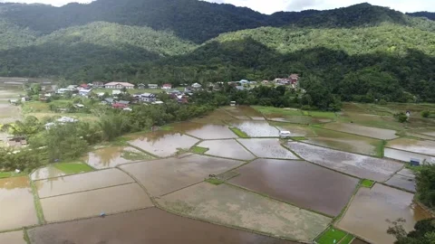 Aerial drone orbiting a paddy field in a valley in Ba'kelalan, Sarawak, Borneo Stock Footage 209967131