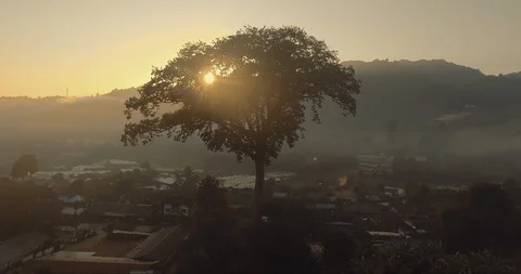 Aerial drone orbits huge tree in asian thai village misty morning golden hour  Stock Footage 108320581