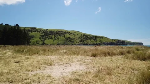Aerial drone over beach grass to ocean in Okains Bay, New Zealand. Stock Footage 101813816