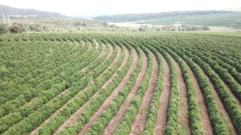 Aerial drone over coffee plantation in Minas Gerais Brazil 4k Stock Footage