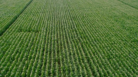 Aerial Drone over Corn Crop green on farm next to road Stock Footage 203854534