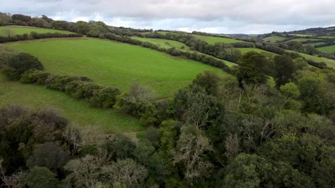 Aerial Drone Over Deer in Fields with Trees and Sky on Exmoor Devon UK Stock Footage 162967270