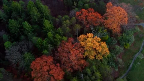 Aerial Drone Over Fall Forest Bikers Riding on Trail Stock Footage 143012441