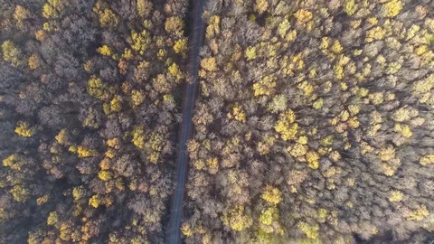 Aerial drone over a forest during autumn Stock Footage 71532200