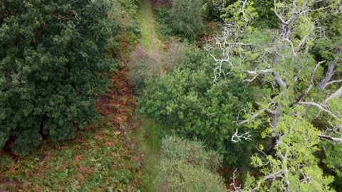 Aerial Drone Over Path with Different Tree Types 4K Stock Footage 163025181