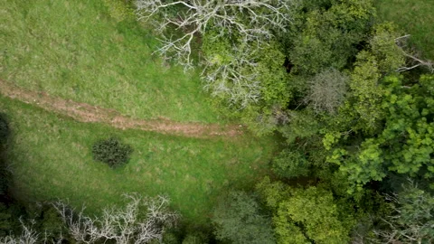 Aerial Drone Over Path with Field and Trees on Exmoor Devon UK 4K Stock Footage 163025944