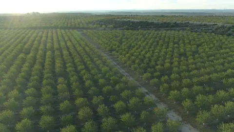 AERIAL DRONE OVER PERFECT ROWS OF GREEN ALMOND FIELDS Stock Footage 170719793