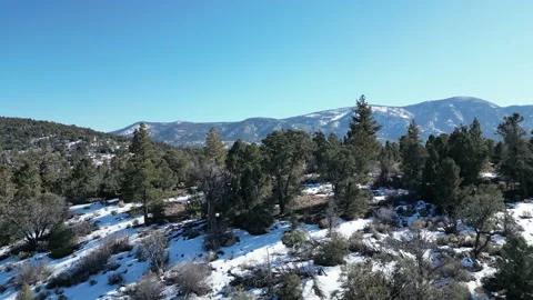 Aerial Drone Over Pine Trees In Snowy Big Bear, CA Stock-Footage 233565083