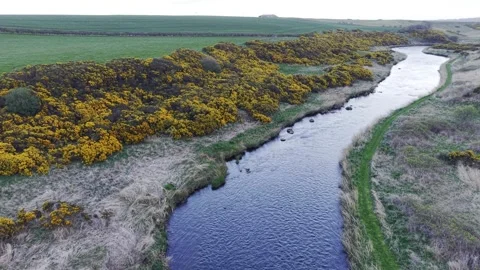 Aerial Drone Over River Flowing Through Countryside with Yellow Flowers Video stock 333784318
