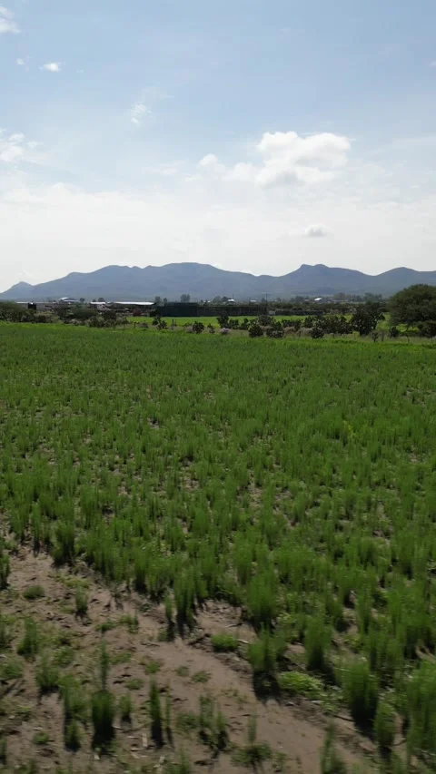 Aerial drone over rows of agave toward mountains, central Mexico 스톡 동영상 341548413