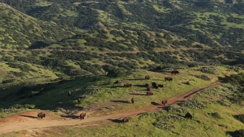 Aerial Drone of Pack of Wild Bison On Mountain Coast Buffalo Stock Footage 279752385