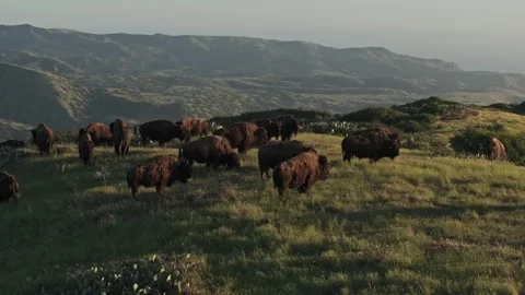 Aerial Drone of Pack of Wild Bison On Mountain Coast Buffalo Vidéo 279752387