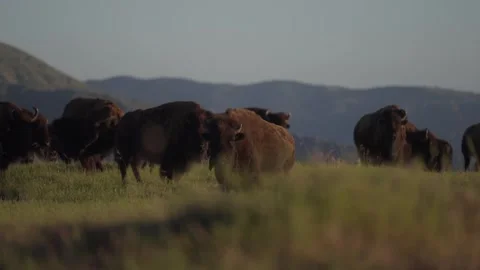 Aerial Drone of Pack of Wild Bison On Mountain Coast Buffalo Stock Footage 279752401