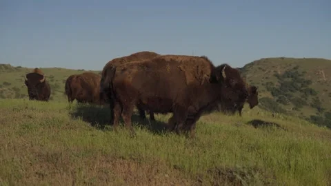 Aerial Drone of Pack of Wild Bison On Mountain Coast Buffalo 動画素材 279752402