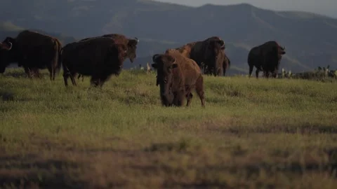 Aerial Drone of Pack of Wild Bison On Mountain Coast Buffalo Stock Footage 279752403
