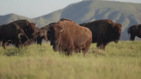 Aerial Drone of Pack of Wild Bison On Mountain Coast Buffalo Stock Footage 279752412