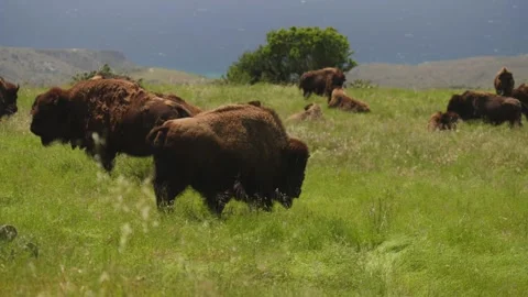 Aerial Drone of Pack of Wild Bison On Mountain Coast Buffalo 動画素材 279752416