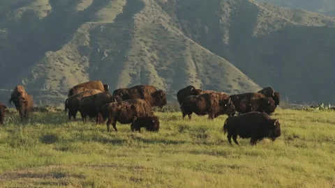 Aerial Drone of Pack of Wild Bison On Mountain Coast Buffalo 動画素材 279752429