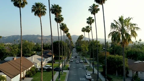 Aerial drone of palm tree lined neighborhood in Los Angeles, CA Vidéo 110930936