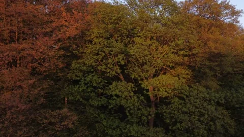 Aerial drone pan from forest to typical British countryside during sunset 4k Stock Footage 153538120