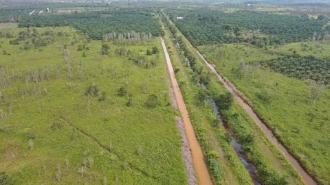 Aerial Drone Pan Left Over Irrigation Ditches in Palm Plantation 4K Stock Footage 337598257