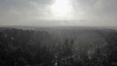 Aerial drone pan shot of pine forest in winter with snow and cold light Stock Footage 143401450