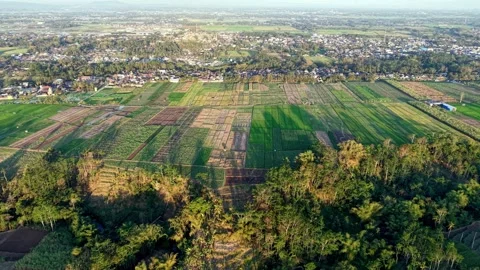 Aerial Drone Panorama Over Patchwork Plantation Fields Malang Stock Footage 346915468