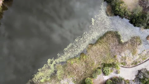 Aerial Drone Panorama of South Florida Nature Park Swamp With Moss Floating Stock Footage 203794853
