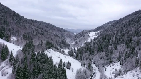 Aerial drone panoramic flight over hills with pines at Carpathian Mountains Stock Footage 119890886