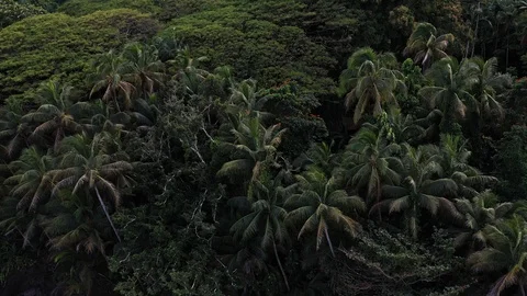 Aerial drone pedestal downs pull-up shot showing the palm trees on the Stock Footage 107963749