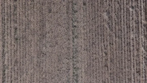 An aerial drone perspective reveals precise parallel patterns of cultivated Stock Footage 339807736