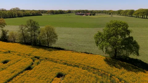 Aerial drone perspective showing the edge of vibrant yellow rapeseed field Stock Footage 336401282