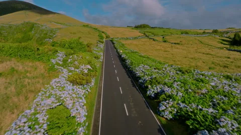 Aerial drone perspective tracking shot following a straight asphalt road lined 库存影片 335246607