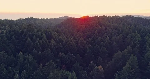 Aerial Drone Of pine forest and Silicon Valley in Santa Cruz Mountains Stock Footage 85252020