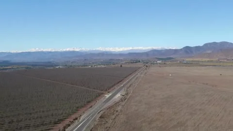 Aerial drone point of view of an olive grove plantation for oil production Stock Footage 333811480