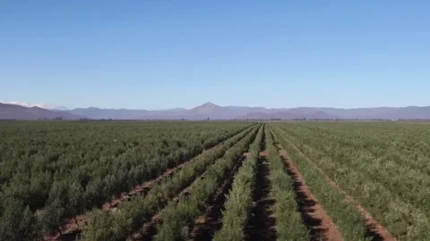 Aerial drone point of view of an olive grove plantation for oil production Stock Footage 333811507