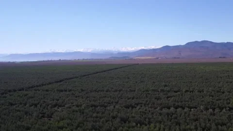 Aerial drone point of view of an olive grove plantation for oil production 動画素材 334050876