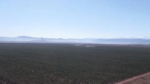 Aerial drone point of view of an olive grove plantation for oil production Stock Footage 334091645