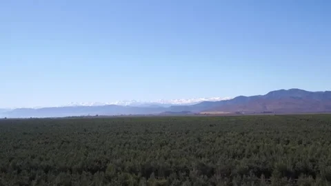 Aerial drone point of view of an olive grove plantation for oil production Vidéo 334091746