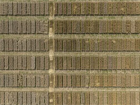 Aerial drone POV brown rectangular patches forming pattern in rural field Stock Photos