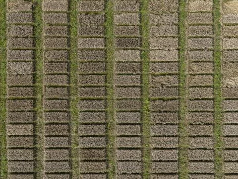 Aerial drone POV brown rectangular patches forming pattern in agricultural field Stock Photos