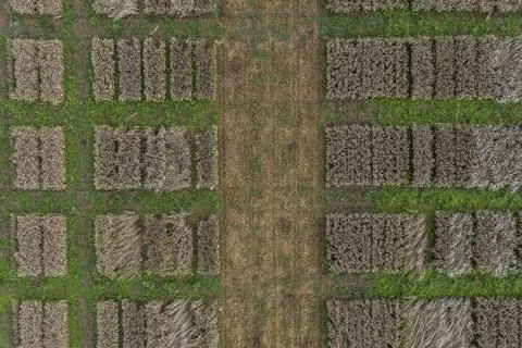 Aerial drone POV brown rectangular patches forming pattern in agricultural field Stock Photos