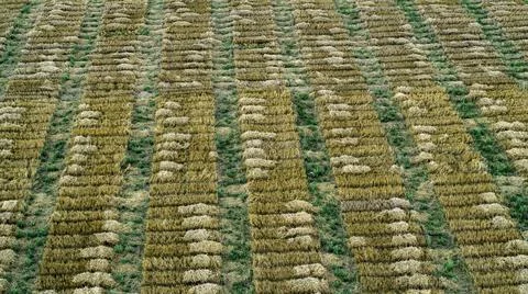 Aerial drone POV rectangular crop patches forming pattern in agricultural field Stock Photos