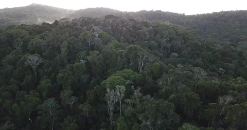 Aerial drone pull-back over the Atlantic Forest in Piraí do Norte, Bahia Stock Footage 317575022