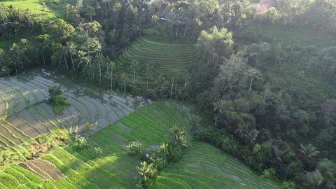 Aerial Drone Pull Back Over Lush Rice Terraces and Tropical Landscape Video stock 333554525