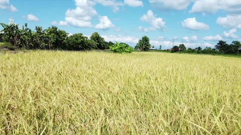 Aerial Drone Pull Back Reveal Over Harvested Rice Paddy Field In Assam India Stock Footage 346777076