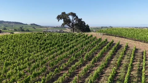 Aerial Drone Pull Back Revealing Hilltop Vineyard, Napa Valley, 4K 库存影片 336032560